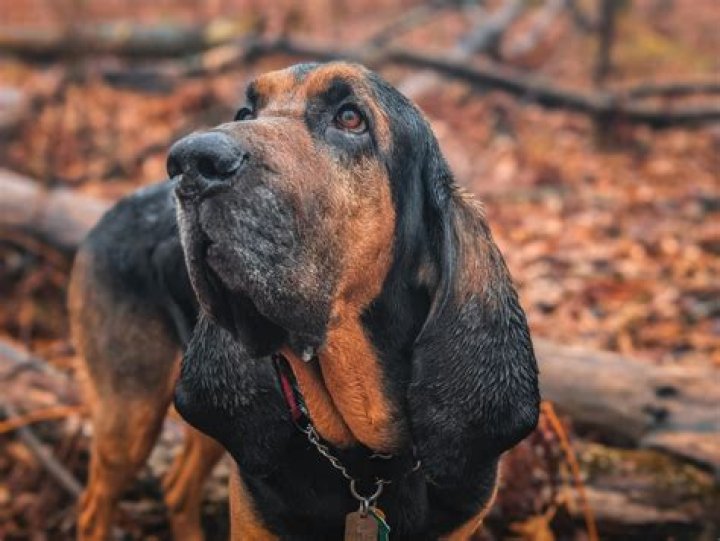 How Old is Bloodhound Lil Jeff: A Comprehensive Guide