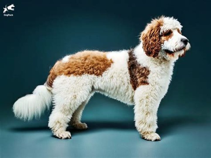 Saint Bernard Lifespan: Unveiling the Incredible Journey of These Gentle Giants