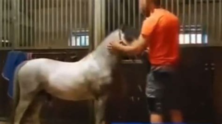 Two Guys One Horse Original Video: The Ultimate Guide to the Viral Sensation